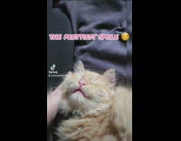 A compilation of videos of a cat 