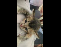 Kitten laying on owner shirt 