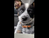 Black white dog passenger seat has hiccups