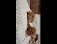 Two puppies share one treat on couch