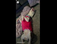 Dog sleeping on back gets scared awake by song 