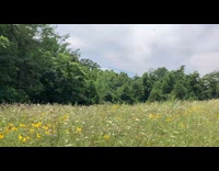 Filmer with company walks through wildflower field