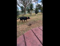 Rottweiler walks slowly then run towards bird