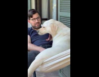 Dog yawns at hammock sits with guy