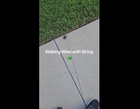 Man takes tiny turtle for walk