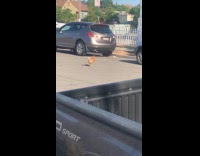 Chicken crosses the road near parked cars 