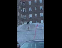 Black white cat stands grey tarp car 