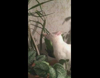 White cat bites and eats plant leaf