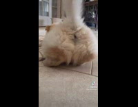 Dog is chubby, cute face, thick legs