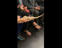 Guy lets passenger hold his bearded dragon