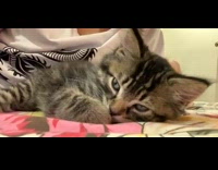 Grey and brown kitten with blue eyes 