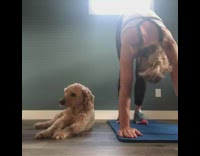 Girl yoga pose blue mat brown dog 