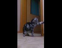 Collab PLC - Black stripe cat loves popping bubbles 