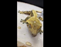 Water droplets fall on lizards head