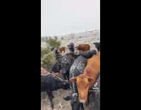 One cow screams while other cows moo 