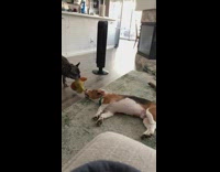 Dog plays tug of war while laying down