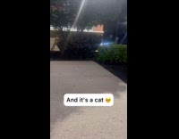 Bunny squeaks on bushes with stray cat