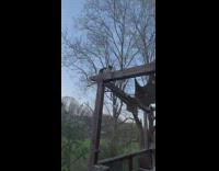 Black white cat on balcony top wood frame