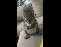 Squirrel holds and eats tortilla chip 