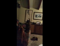 brown cat sitting on couch