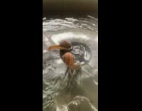 Two brown snails on water fountain spout 