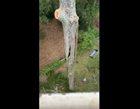 Raccoon jumps down from tree lands on plants