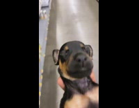 Collab BitchIG2 - Black and brown puppy dog carried sleeping