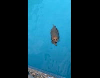 Dog in pool swim towards the filmer