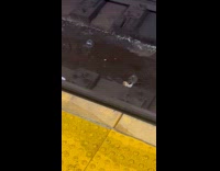 Rat with leftover bagel on the railroad
