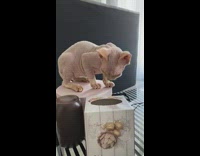 Sphynx cat looks inside empty tissue box
