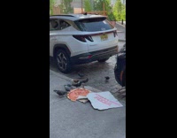 Flock of pigeons eat pizza on ground