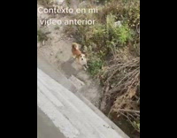 Man Rescues Dog Outside Wall with Ladder