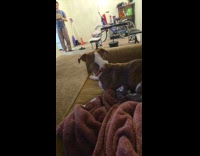 Dog gets riled up and has zoomies 