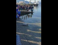 People watch baby seal released into ocean