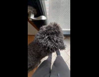 Dog watches other dog lay on yard