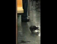 Pigeon on subway dries off shakes body