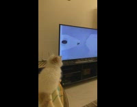 Kitten watch DDOI video about spider sofa