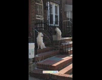 Beware of dog sign found in front of dogs 