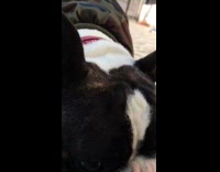 Collab PubityPets - Black White Dog gets zoomies while playing