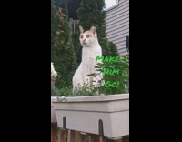 Cat reaction to new cat eyes wide open