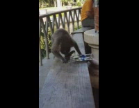 Monkey sits on a bench with a water bottle 