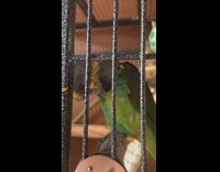 Green bird uses pasta to scratch head 