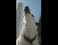 Collab PubityPets - White Dog Howls as it Sings Along with Music