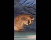 Pink shirt guy tickles sleeping raccoon 