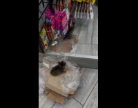 Tabby kittens play inside of bodega store