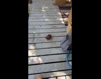 Woman shows white dog turned into brown