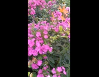 Man sees hummingbird hawk-moth