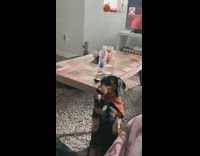 Black cat dog look at pizza girl 