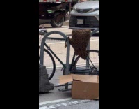 Bee swarm hive on the bike seat Part 5