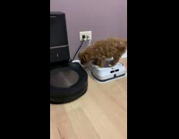 Brown puppy turns on black roomba vacuum 
